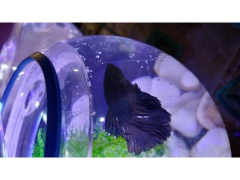 Renk renk betta