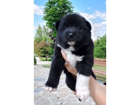 Orjinal safkan amerikan akita yavrularımız