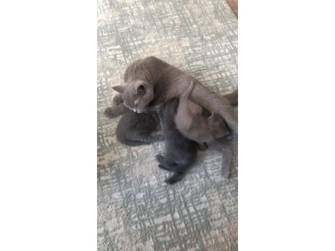 Scottish fold