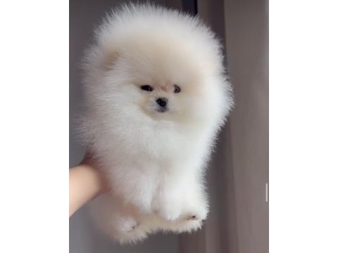 Irk ve sağlık garantili pomeranian boo yavrular