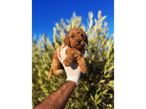 Toy poodle sahibi olmak için süper fırsat