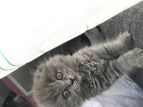 Scottish fold longhair dişi