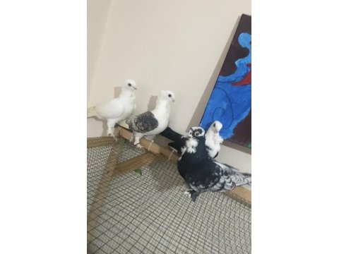 3 adet hünkari 1 mısıri güvercin