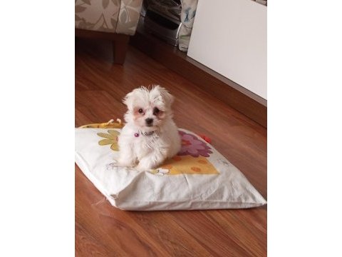 3 aylık maltese karma aşıları tam