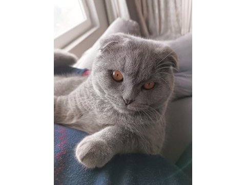 Scottish fold 7 aylık oğlumuz yeni evini arıyor