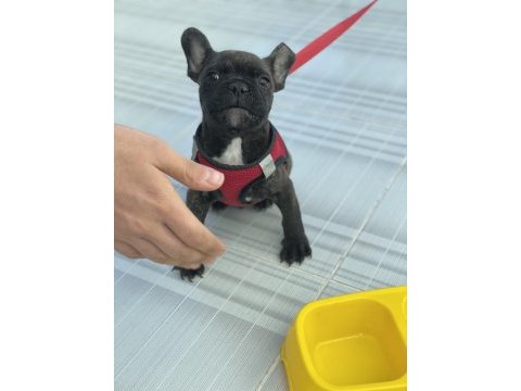 4 aylık french bulldog sorunsuz