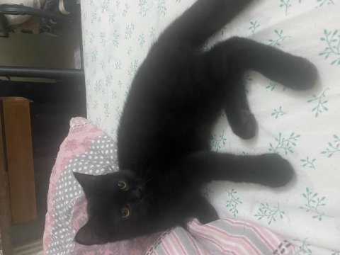 Bombay kedimiz bolu
