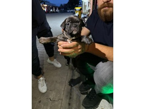 Safkan french bulldog