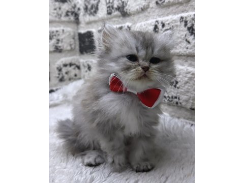 Mükemmel kalite ırk garantili iran chinchilla yavrumuz