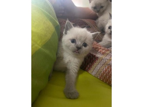 Blue point british shorthair
