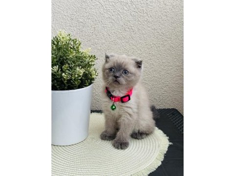 Scottish fold bluepoint