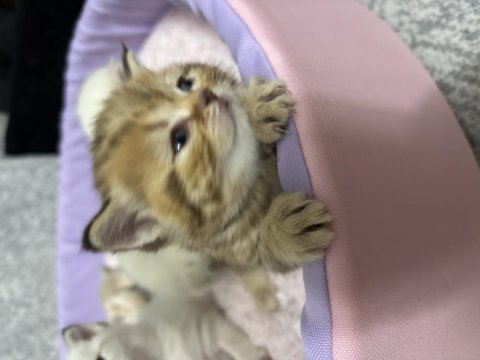 Bebekler british shorthair
