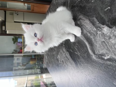 British shorthair kediler