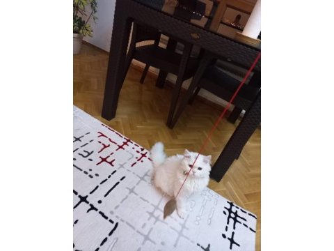 British longhair pamuk uysal kedicik