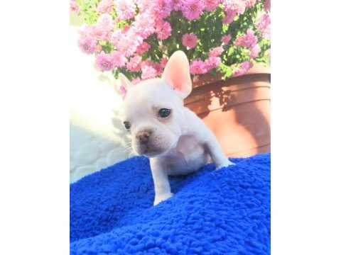 Güzeller güzeli french bulldog kızımız