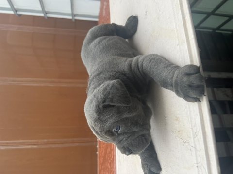 Cane corso yer çatalca