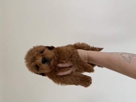 Redbrown dişi maltipoo 