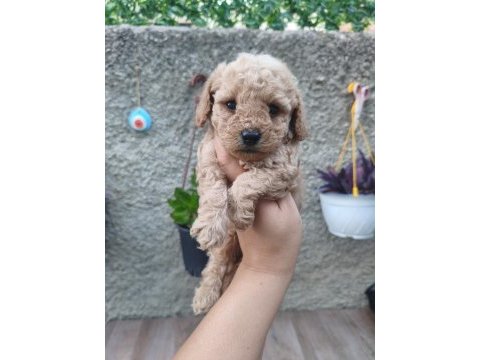 Erkek poodle bebek