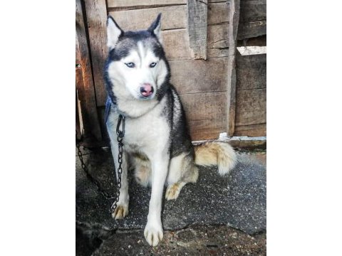 Husky köpeğimize yeni yuva arıyoruz