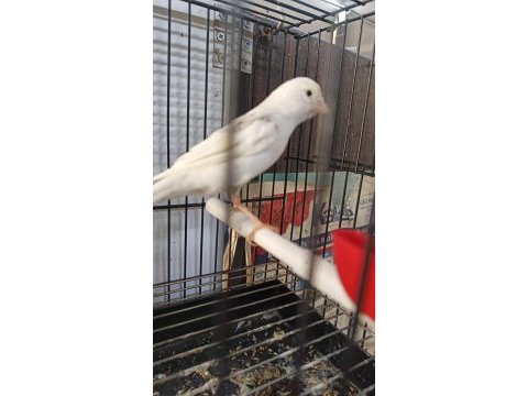 Sahibinden farklı cinslerden ötüm kanaryaları