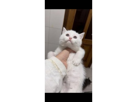 İstanbulda yavru dişi beyaz british shorthair yavru