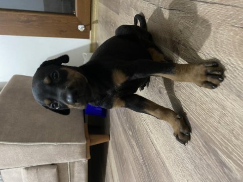 Doberman yavrusu 1,5 aylık