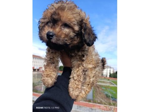 Maltipoo bebeğim