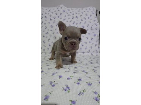 New shade ısabella tan french bulldog
