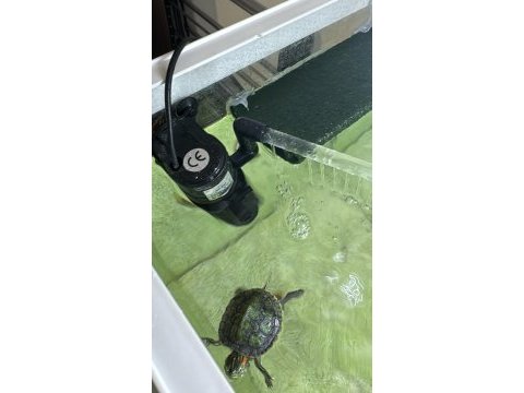 4 aylık tospik kaplumbağa