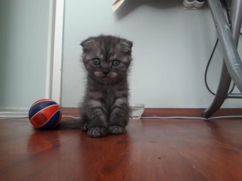 Scottish fold erkek bebeğimiz
