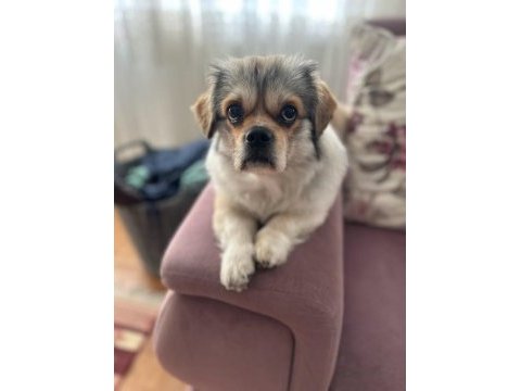 Shih tzu erkek köpeğimiz