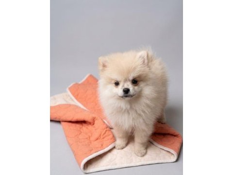 Minik panda köpeğimiz