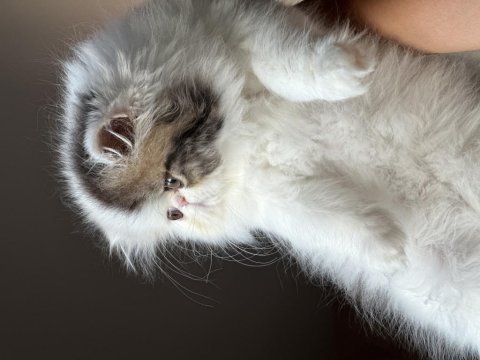 Safkan persian sadece en iyisini isteyenler için