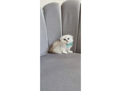 Scottish fold erkek