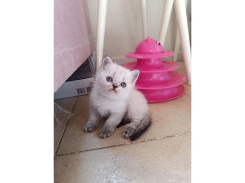 Safkan british shorthair yavrularımız