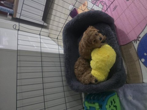 Erkek dişi toy poodle