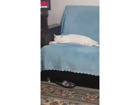 British shorthair kedimize yuva arıyoruz