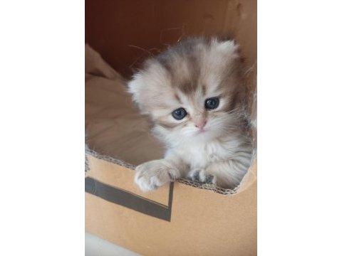 Safkan british longhair bebekler