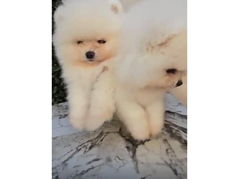 Irk ve sağlık garantili pomeranian boo bebekler