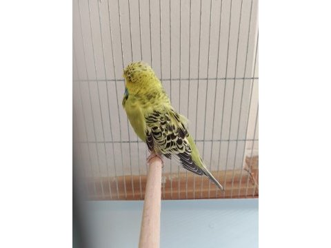 İnce show jumbo jumbo yerli muhabbet kuşu satılık