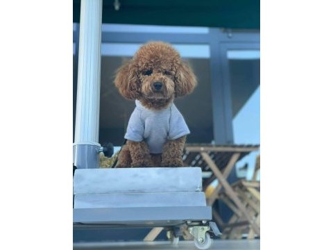 Sevgi ile büyütülen teacup toy poodle bebeklerimiz