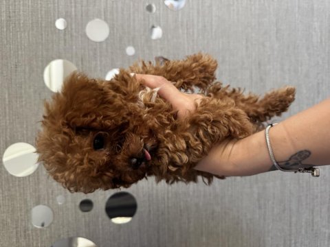 Tuvalet eğitimli evde büyüyen poodle yavrular