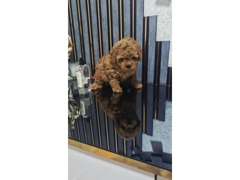 Küçük boy toy poodle değerlendirmeden geçmeyin