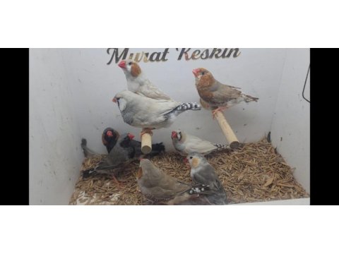 Her türden mutasyon jumbo zebra finch