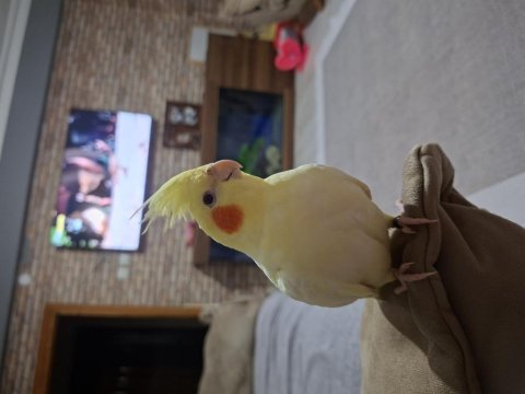 Yavru sultan papağanı 3 kelime biliyor