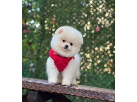 Yavru pomeranian boo