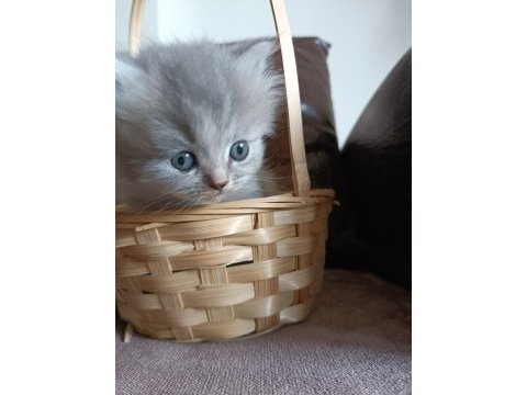 British longhair uygun puanlı
