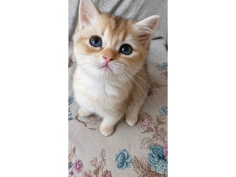British shorthair golden ny12 ny11