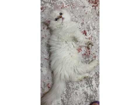 Asil safkan bembeyaz uzun tüylü kedilerim