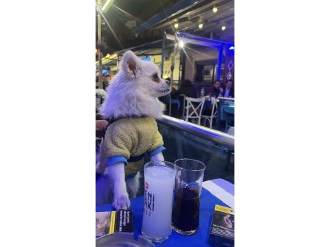 Pomeranian dişi köpeğim